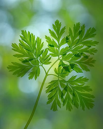USA, Washington State, Seabeck. Pacific bleeding heart leaves. Art Print